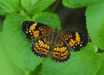 Silvery Checkerspot